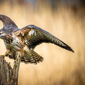 Buizerd net geland van Jim De Sitter