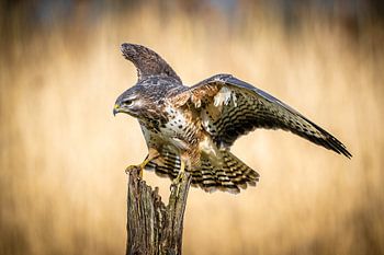 Buizerd net geland
