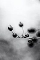 rote Beere Beeren oder Johannisbeeren Zweig - abstrakte Natur - klassische Schwarz-Weiß-Fotografie