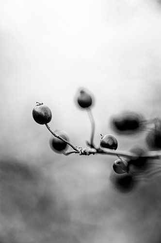rode bessen of bessen takjes - abstracte natuur - klassieke zwart-wit fotografie