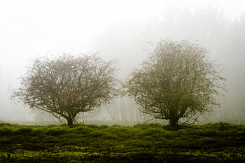 Zwei Bäume im Nebel, in Farbe