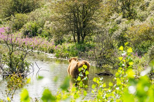 Schottischer Highlander