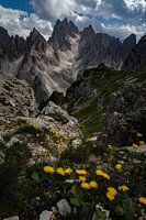Flowers and peaks in the dolomites