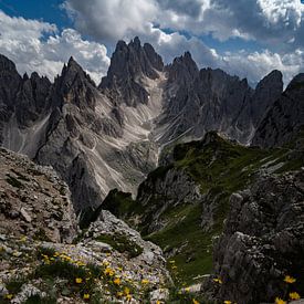 Flowers and peaks in the dolomites by Bart Cox