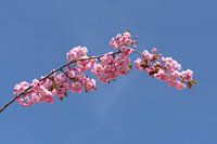 Pink Blossom