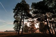 Herfst op de Hoge Veluwe van Mascha Boot thumbnail