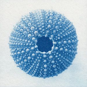 Seeigel