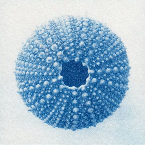 Zee-egel van Natasja Vugts