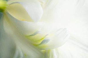 Tulipe blanche à franges