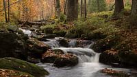 herfst in het bayerischer wald