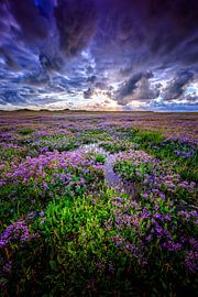 Blooming Lamb's Ears by Justin Sinner Photography (Photographer on Texel)