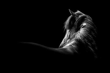 Schaduw en Licht - Portret van een Paard van Femke Ketelaar