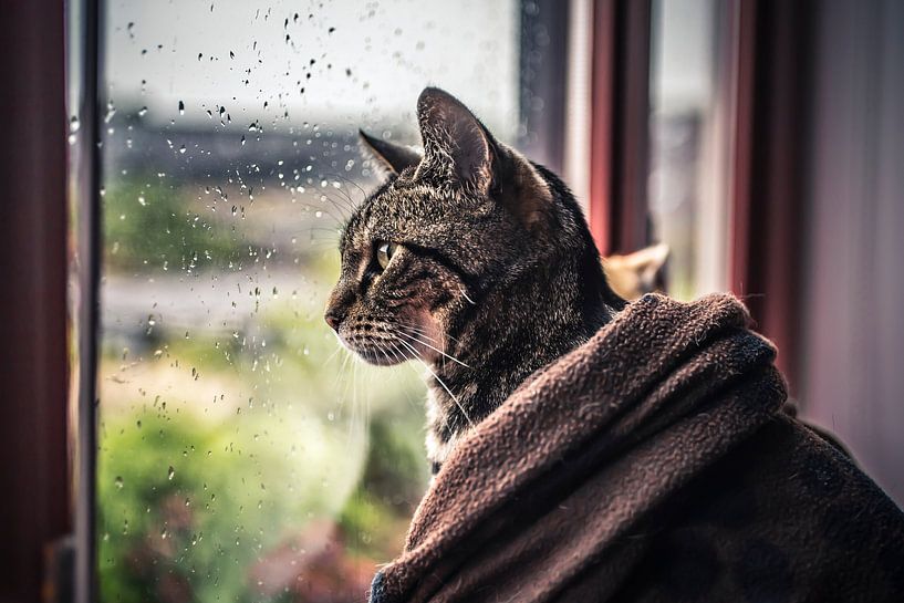Chat à la fenêtre par Felicity Berkleef