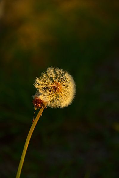 Dandelion by Images from a hillside in Umbria