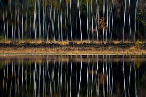 Berkenweerspiegeling