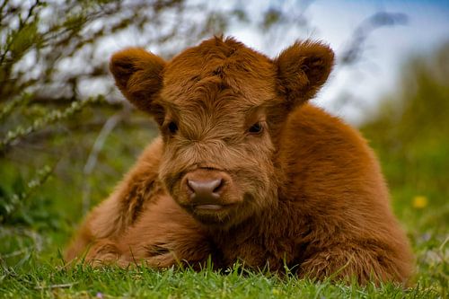 Schotse hooglander kalfje