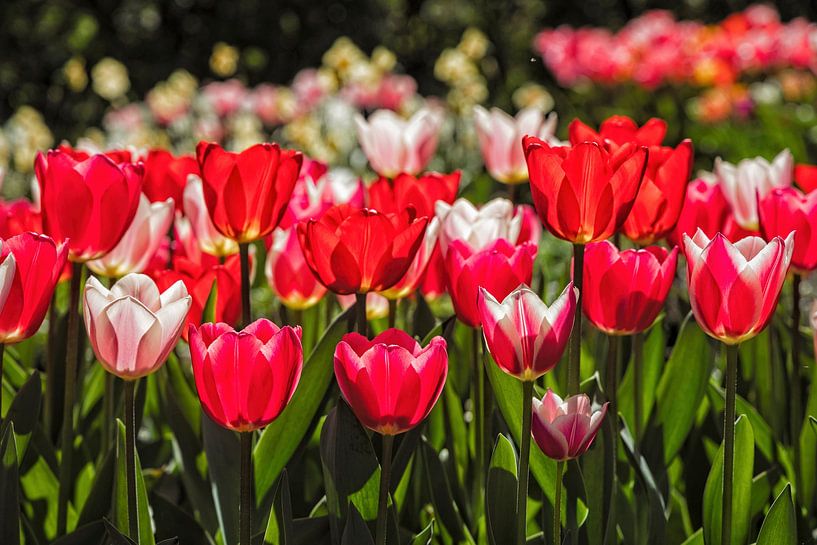 Tulips by Rob Boon