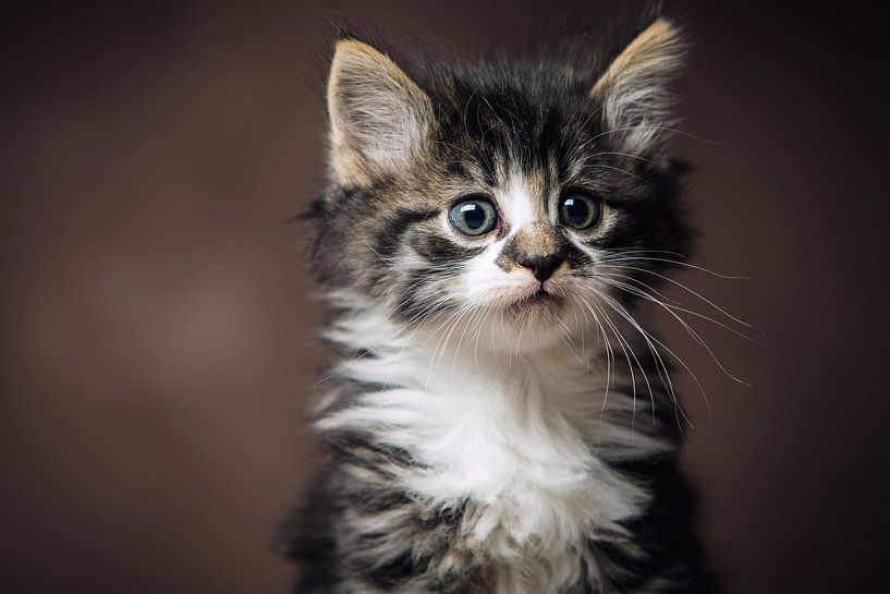 Cute kitten in the studio by Jan de Wild