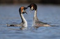 Love birds von Menno Schaefer Miniaturansicht