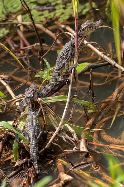 Kaaimannen by Maarten Verhees