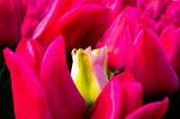 Red tulips with only standing yellow tulip