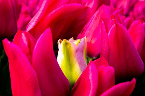 Red tulips with only standing yellow tulip