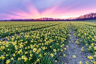 A field of yellow daffodils under a purple sky when the sun sets sur Remco Bosshard Aperçu
