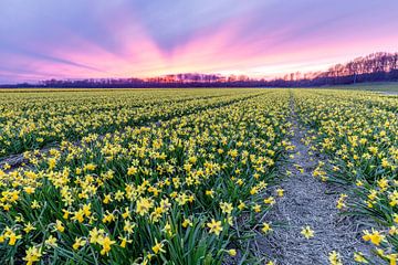 A field of yellow daffodils under a purple sky when the sun sets by Remco Bosshard