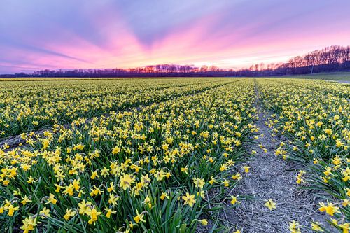 A field of yellow daffodils under a purple sky when the sun sets