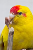 Kakariki