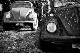 Beetle Käfer von Geert D