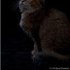 Noorse Boskat kitten by b- Arthouse Fotografie