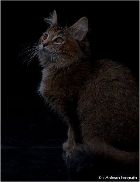 Noorse Boskat kitten van b- Arthouse Fotografie