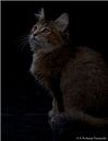 Noorse Boskat kitten van b- Arthouse Fotografie thumbnail