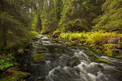 Betoverende wilde rivier in Scandinavië