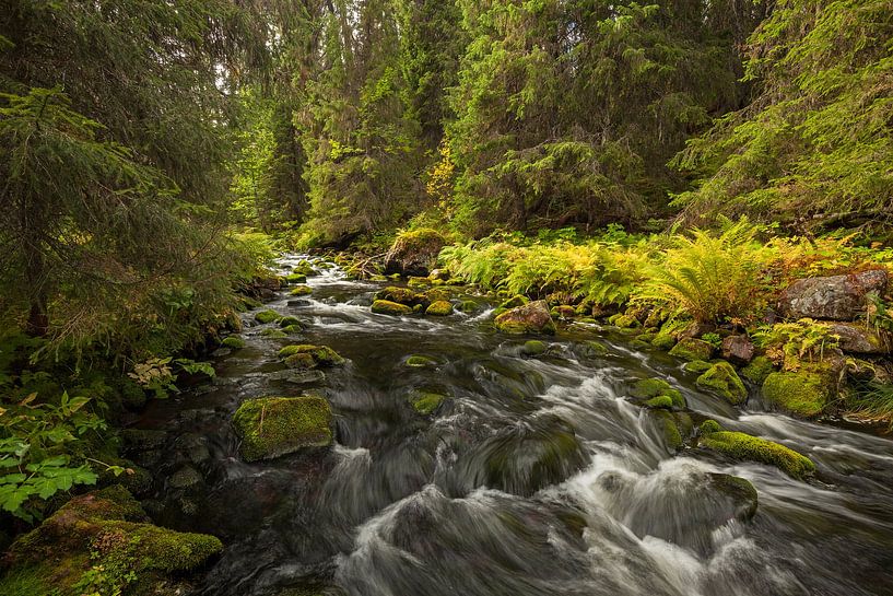 bezaubernder wilder Fluss in Skandinavien von Jiri Viehmann