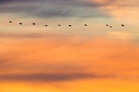 Kraanvogels tegen gekleurde lucht