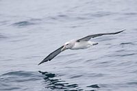 Albatross above open ocean