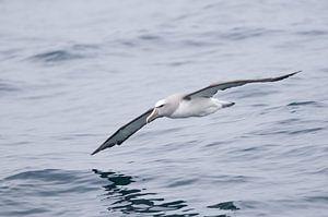 Albatros boven zee