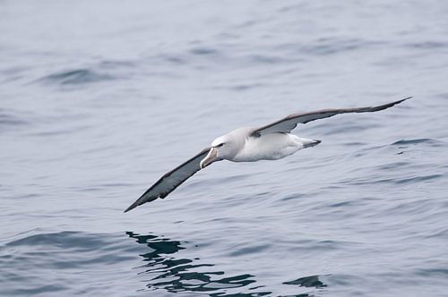 Albatros boven zee