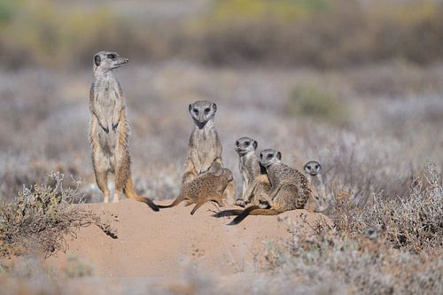 Meerkats warm up by the rising sun