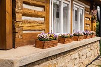 Pensées dans la jardinière d'une vieille maison