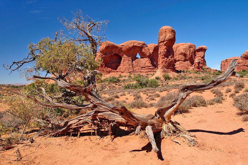 ARCHES NATIONAL PARK Parade of Elephants by Melanie Viola