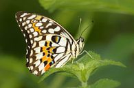 Tropische Vlinder Closeup van Samantha Schoenmakers thumbnail