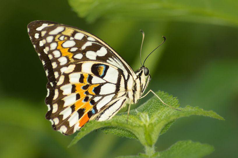 Tropische Vlinder Closeup van Samantha Schoenmakers