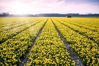 Narcissenveld bij Vogelenzang  deel 2