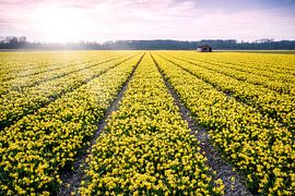 Narcissenveld bij Vogelenzang  deel 2 sur Etienne Hessels