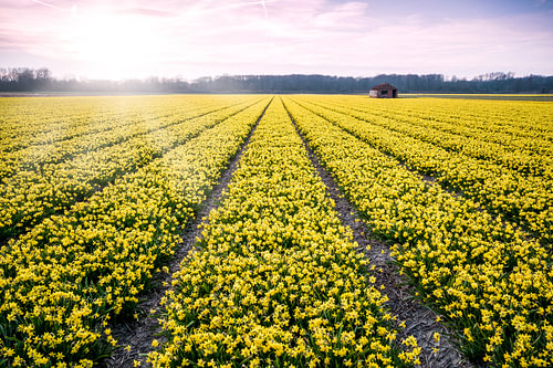 Narcissenveld bij Vogelenzang  deel 2