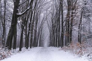 Snowy forest avenue
