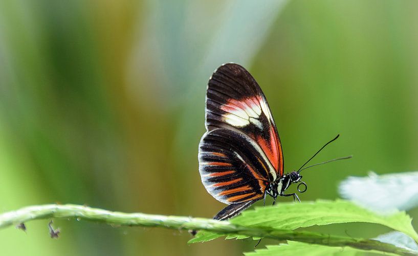 Kleine vlinder op een blad van Rietje Bulthuis